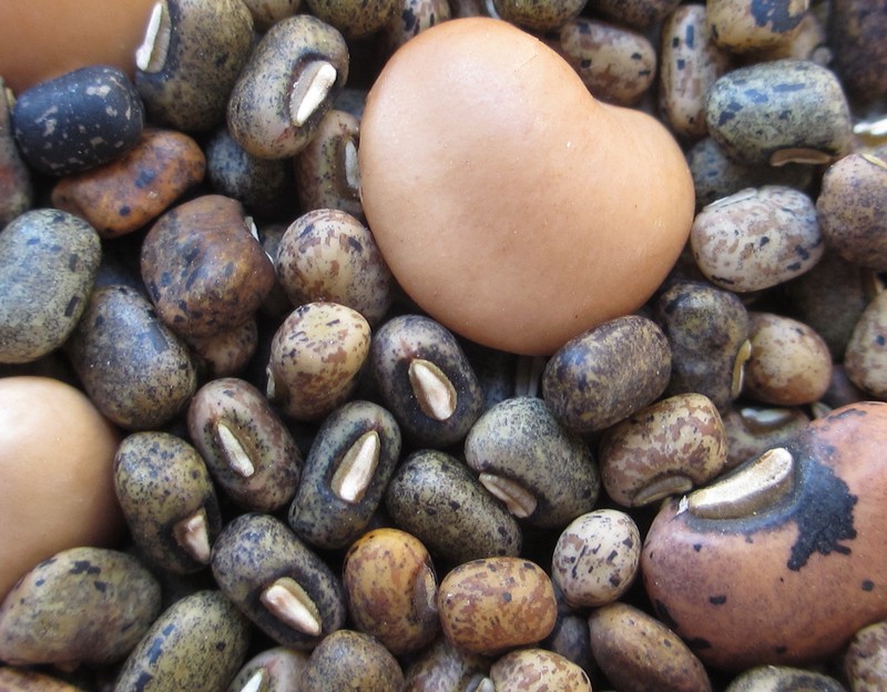 Cowpea photo 7