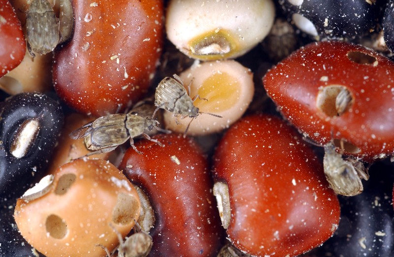 Cowpea photo 8