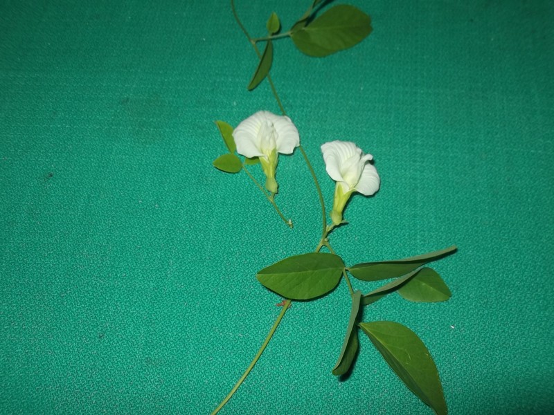 Vigna unguiculata subsp. alba