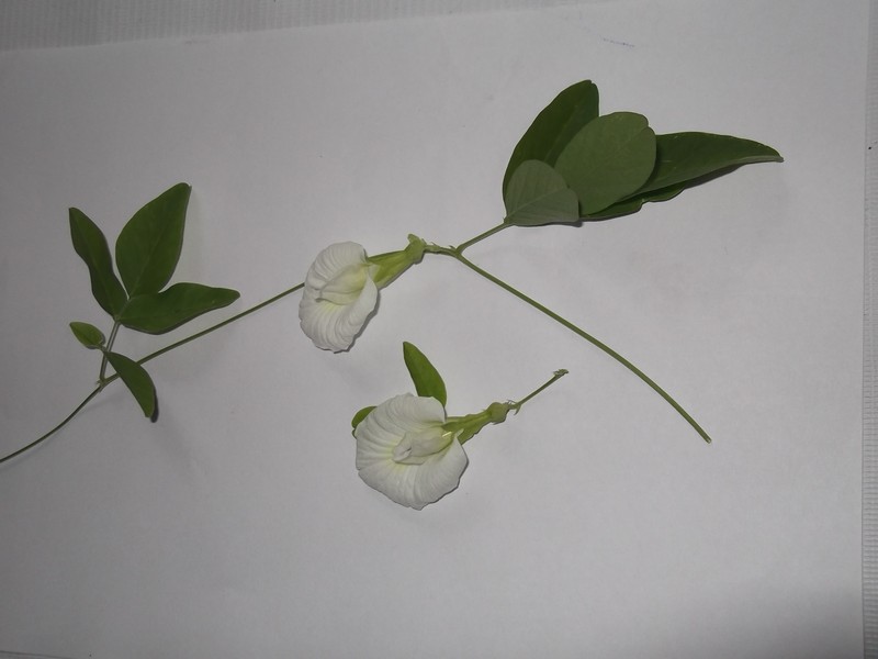 Vigna unguiculata subsp. alba photo 2