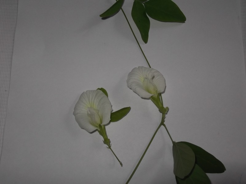 Vigna unguiculata subsp. alba photo 3
