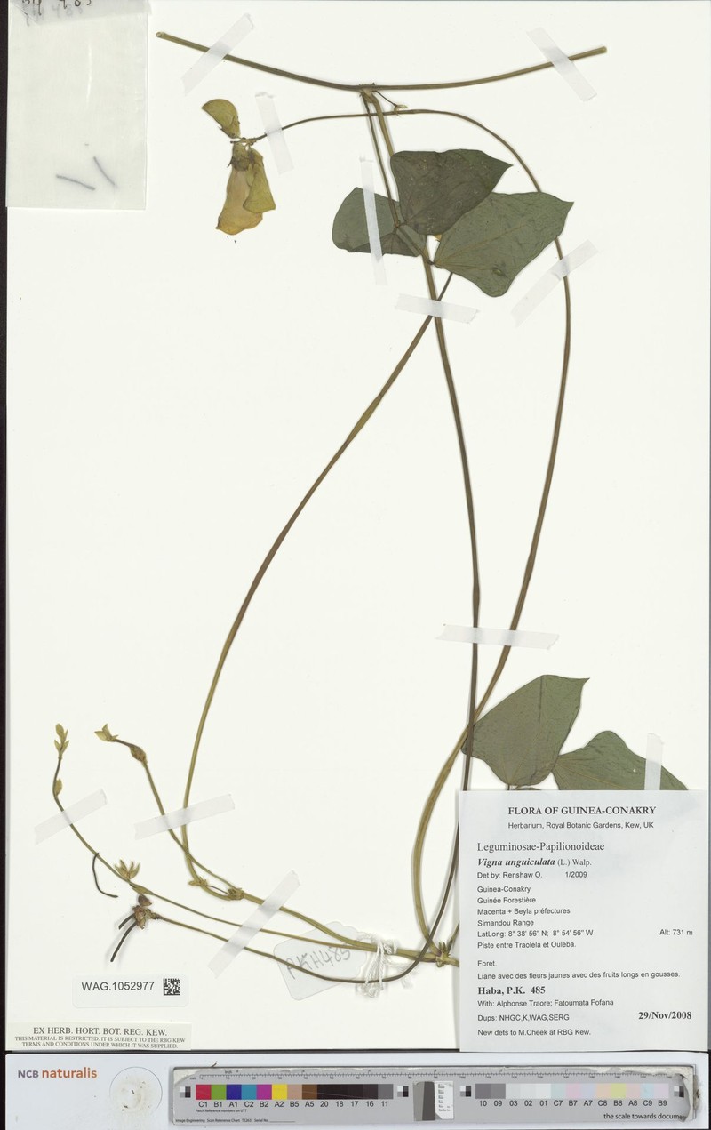 Vigna unguiculata subsp. baoulensis