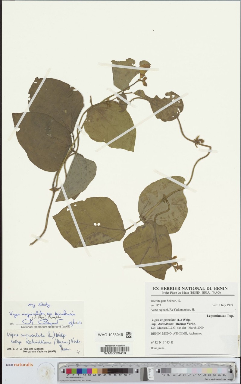 Vigna unguiculata subsp. baoulensis photo 2