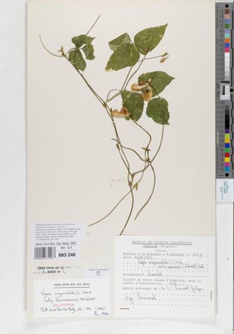Vigna unguiculata subsp. burundiensis