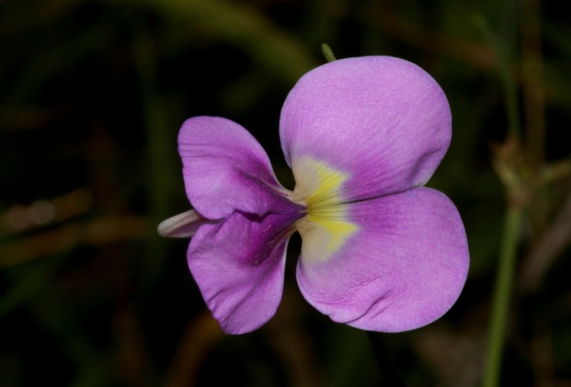 Vigna unguiculata subsp. dekindtiana