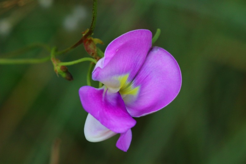 Vigna unguiculata subsp. dekindtiana photo 2