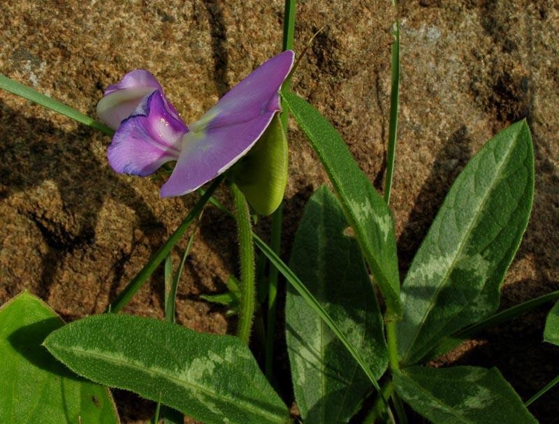 Vigna unguiculata subsp. dekindtiana photo 3