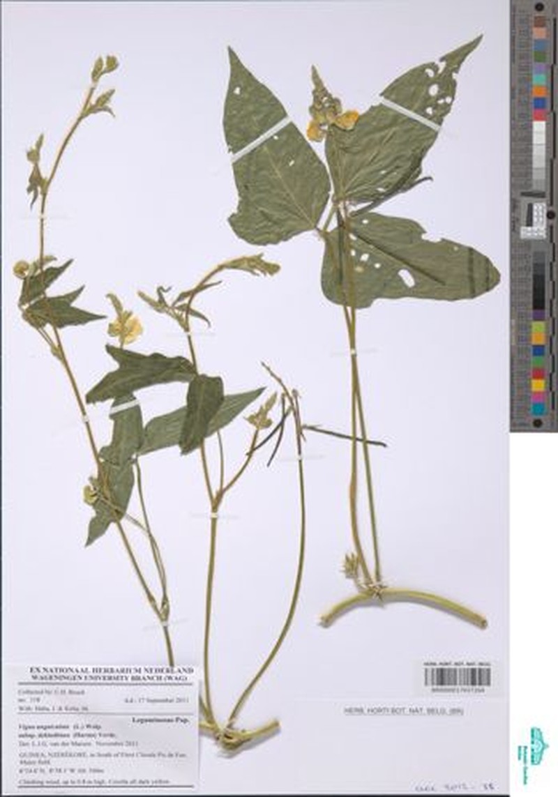 Vigna unguiculata subsp. dekindtiana photo 4