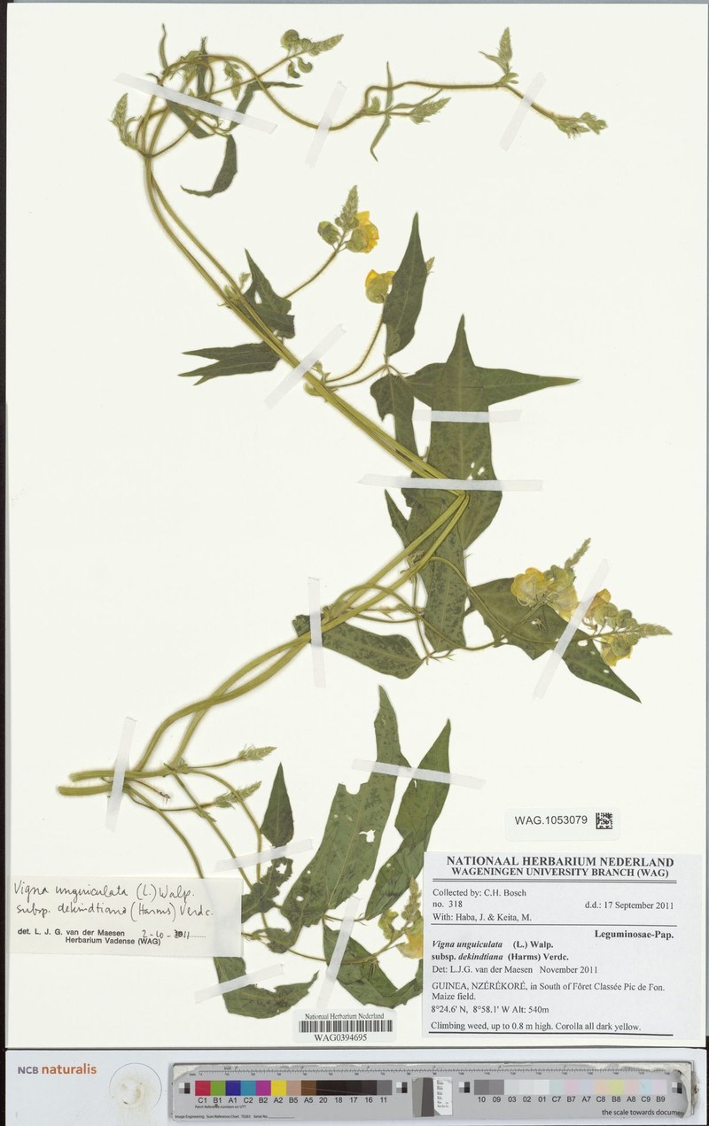 Vigna unguiculata subsp. dekindtiana photo 5