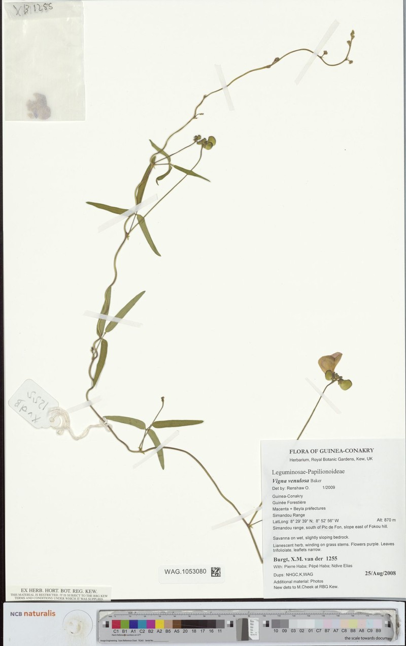 Vigna unguiculata subsp. dekindtiana photo 6