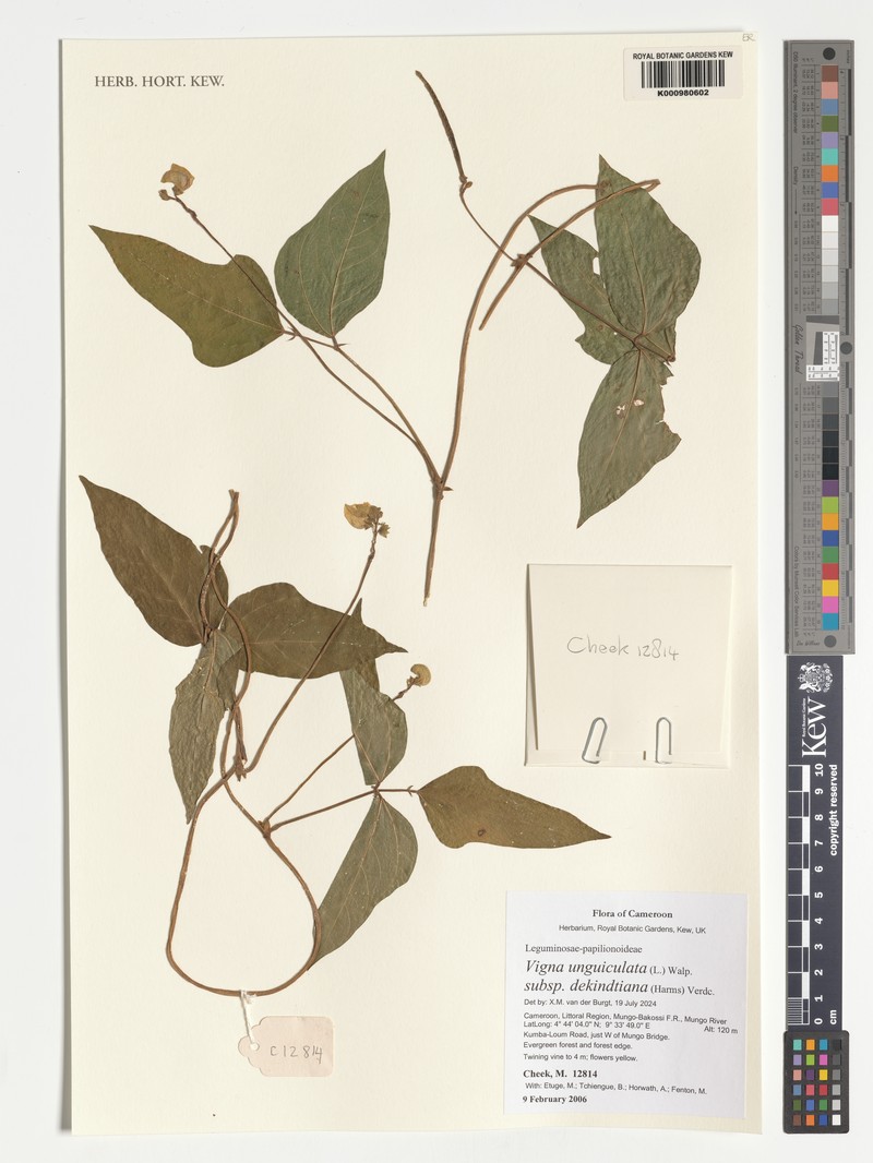Vigna unguiculata subsp. dekindtiana photo 7