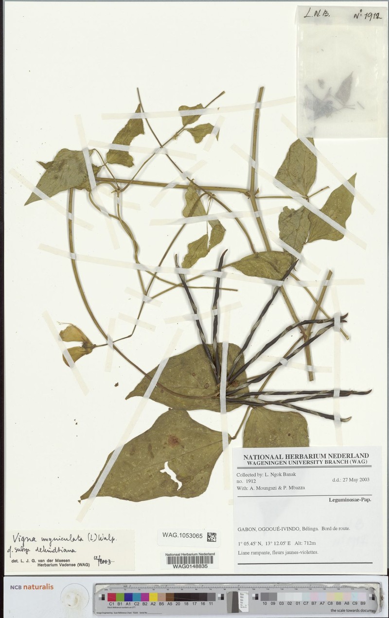Vigna unguiculata subsp. dekindtiana photo 8