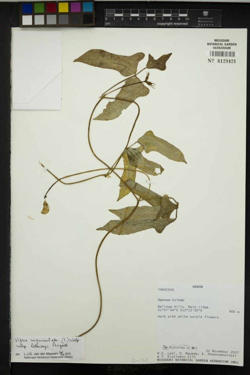 Vigna unguiculata subsp. letouzeyi