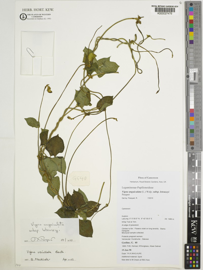 Vigna unguiculata subsp. letouzeyi photo 2