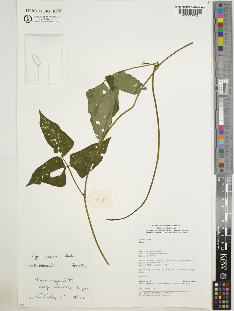Vigna unguiculata subsp. letouzeyi photo 3