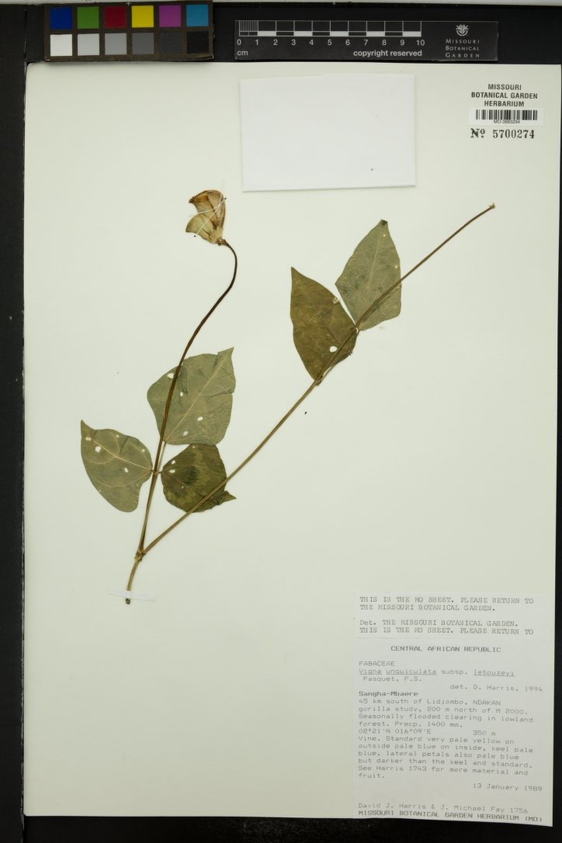 Vigna unguiculata subsp. letouzeyi photo 4