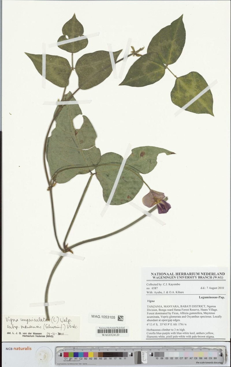 Vigna unguiculata subsp. mensensis
