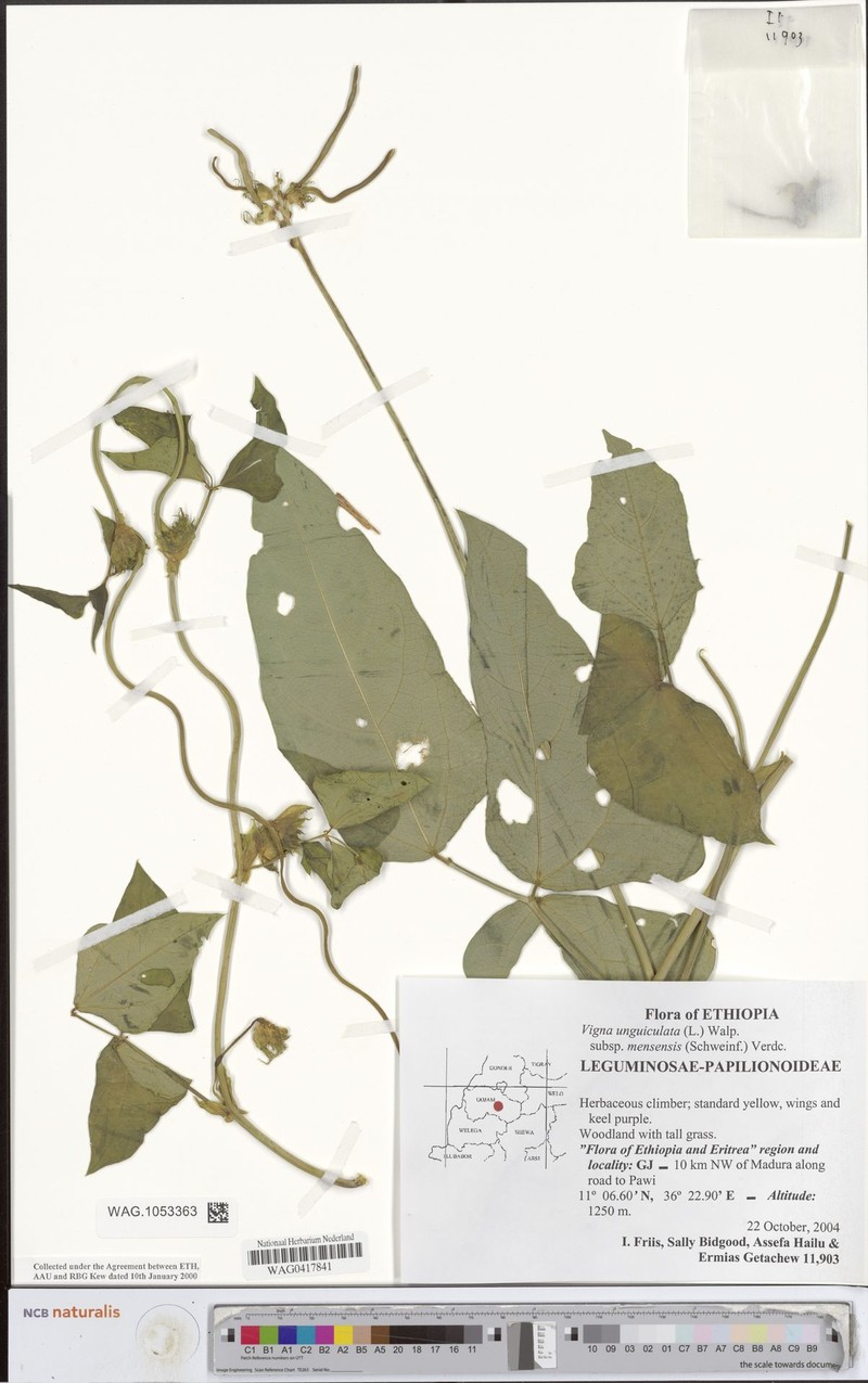 Vigna unguiculata subsp. mensensis photo 2
