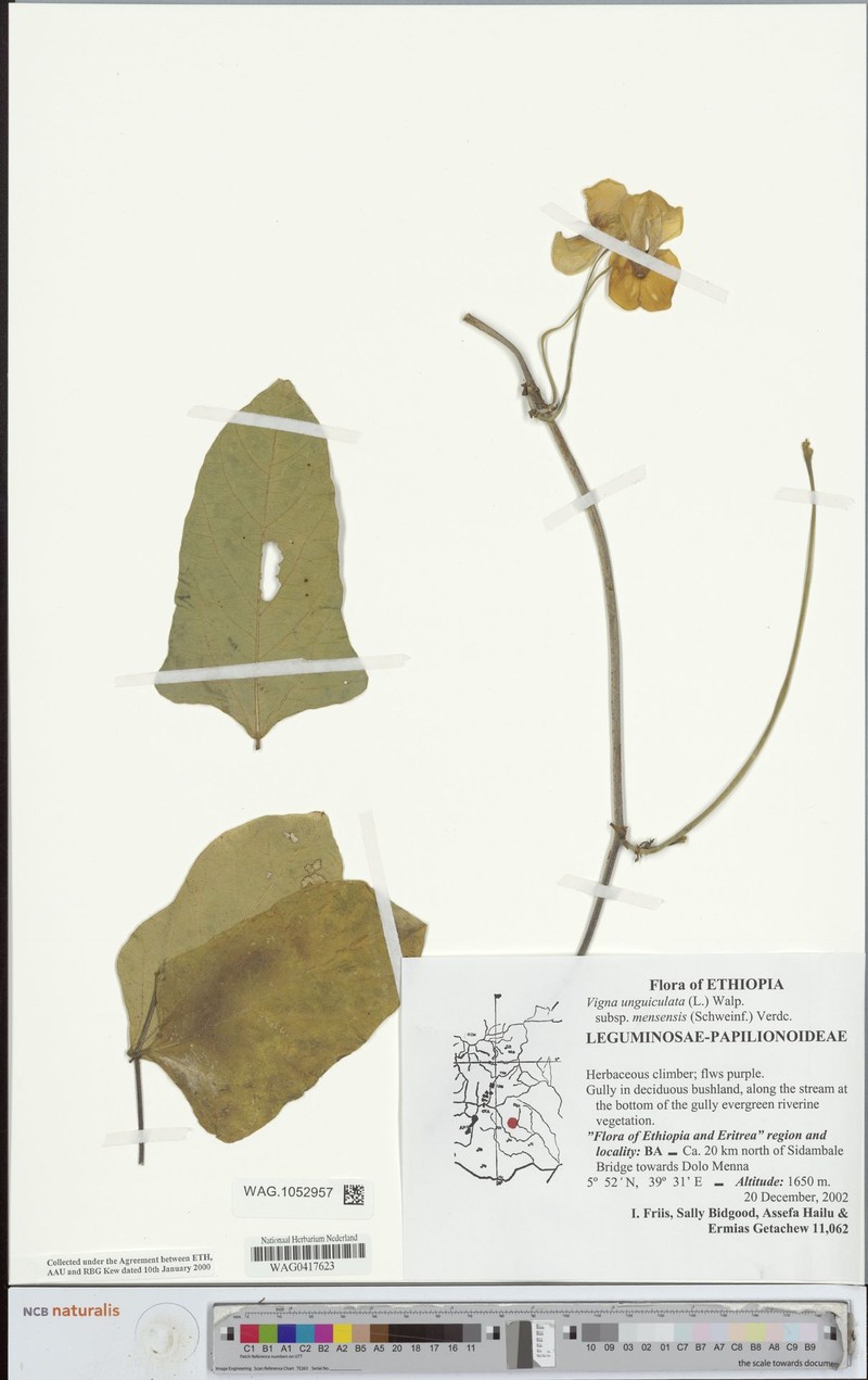 Vigna unguiculata subsp. mensensis photo 3