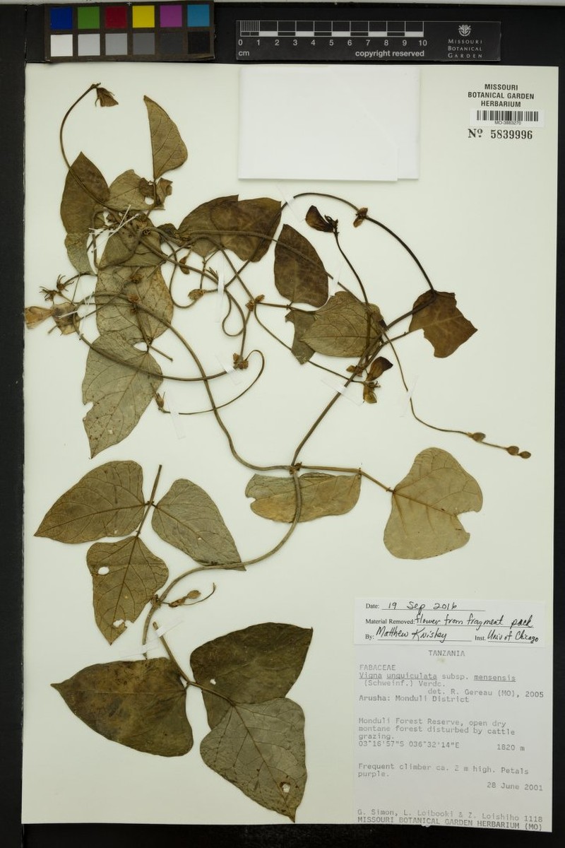 Vigna unguiculata subsp. mensensis photo 4
