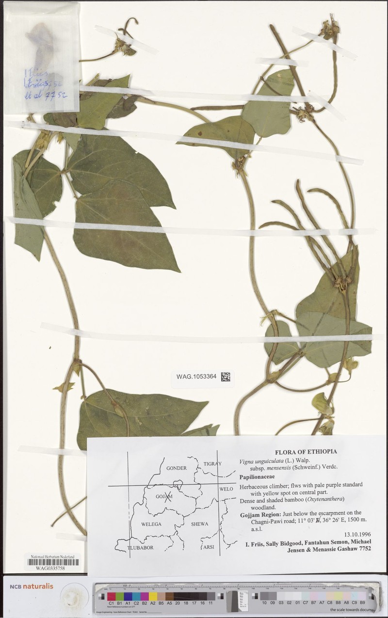 Vigna unguiculata subsp. mensensis photo 5