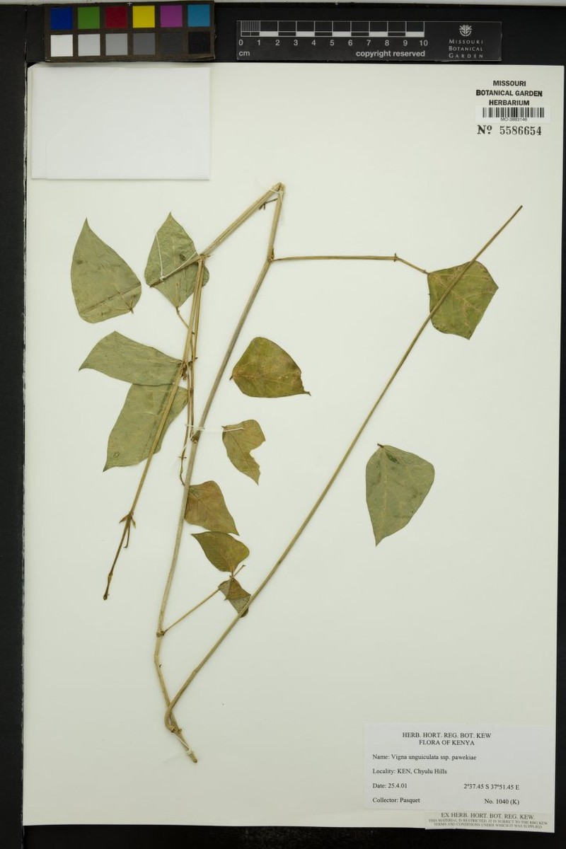 Vigna unguiculata subsp. pawekiae
