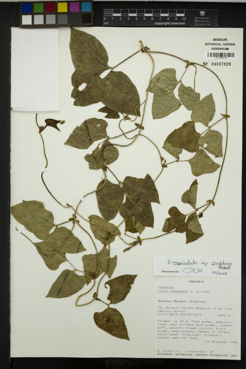 Vigna unguiculata subsp. pawekiae photo 2