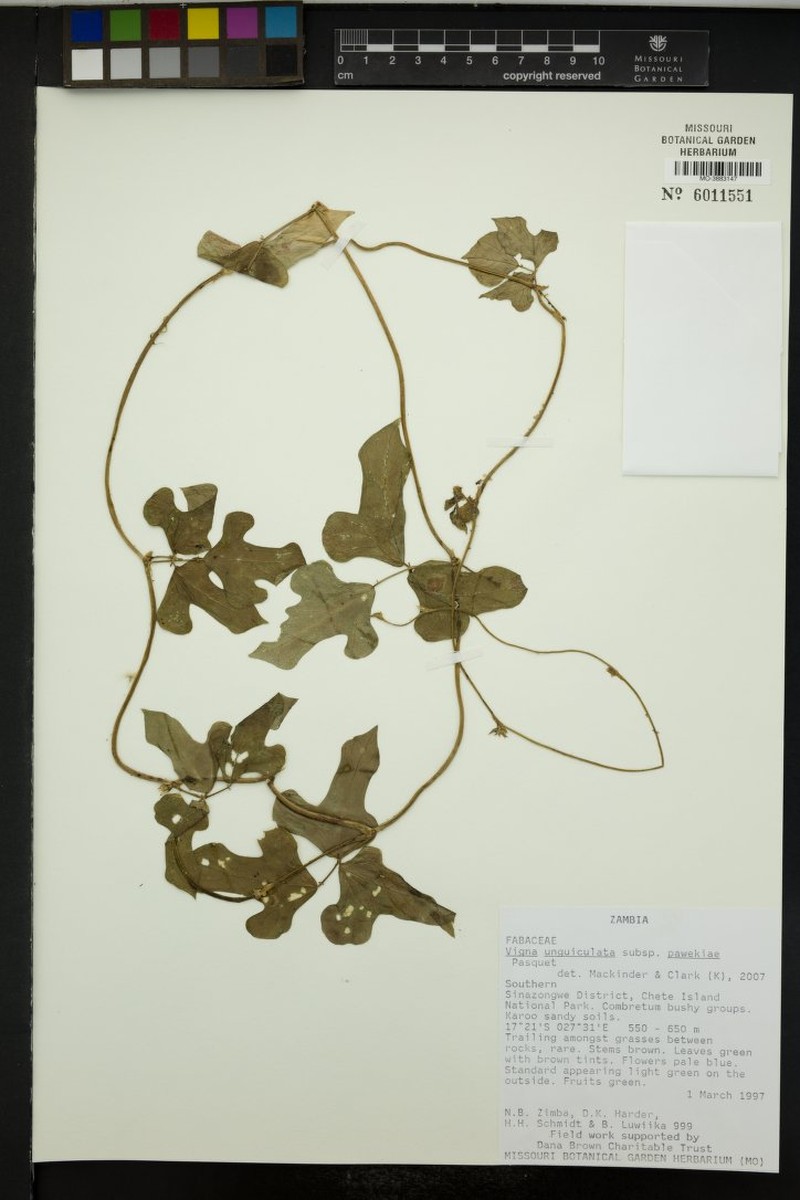 Vigna unguiculata subsp. pawekiae photo 3