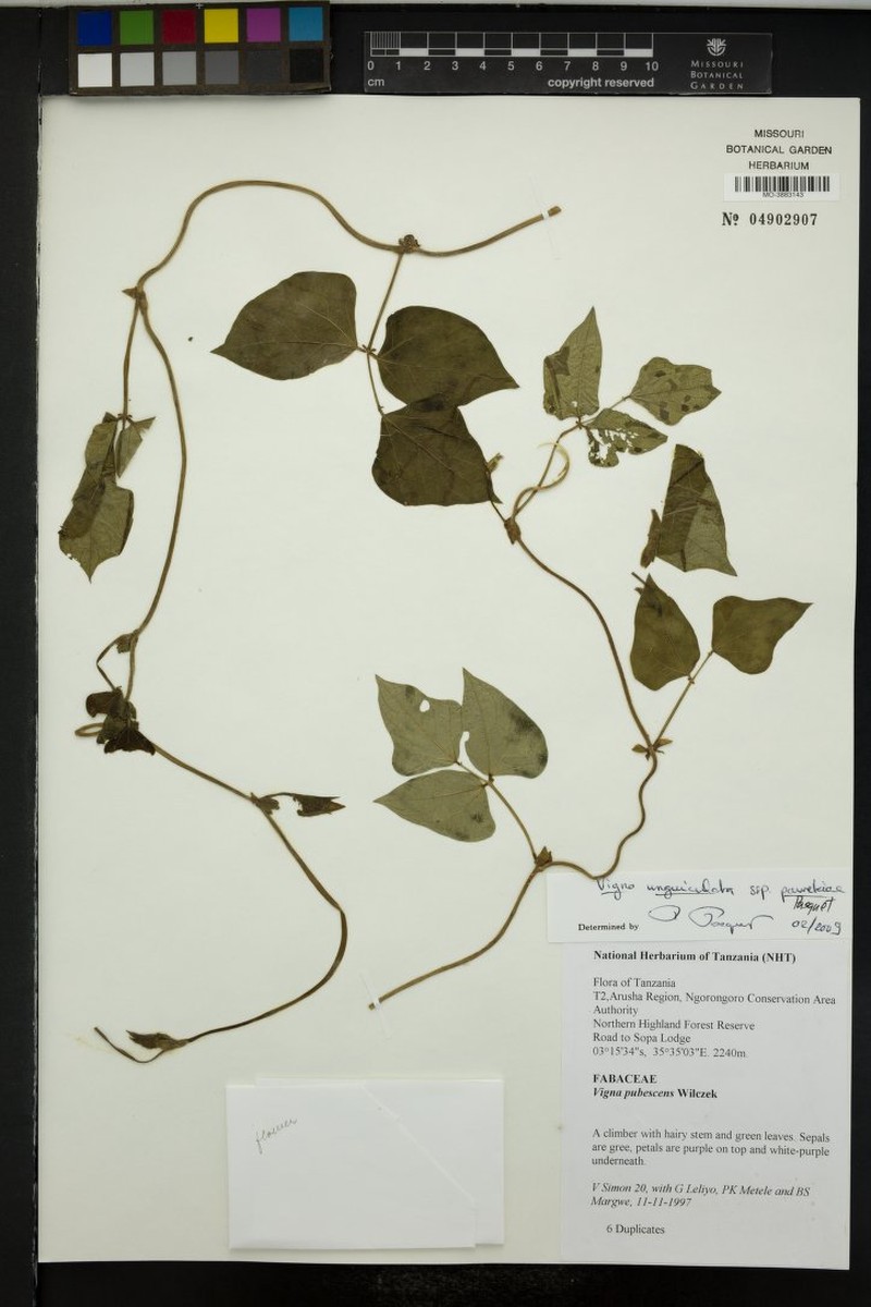 Vigna unguiculata subsp. pawekiae photo 4