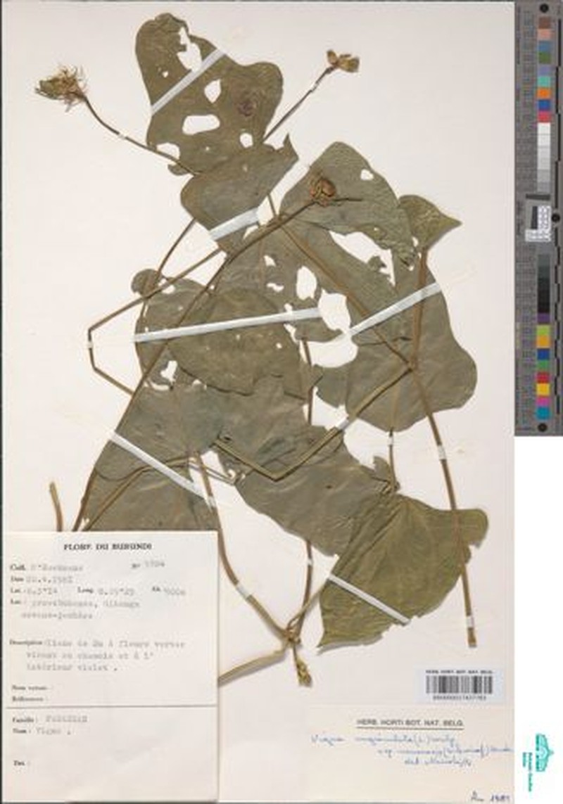 Vigna unguiculata subsp. pawekiae photo 5