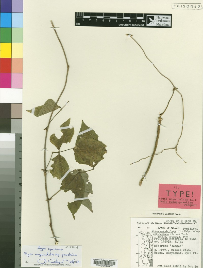 Vigna unguiculata subsp. pawekiae photo 6