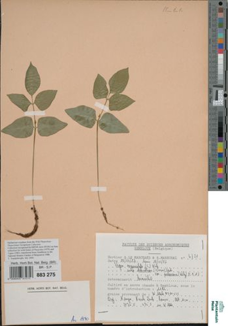 Vigna unguiculata subsp. pubescens photo 2