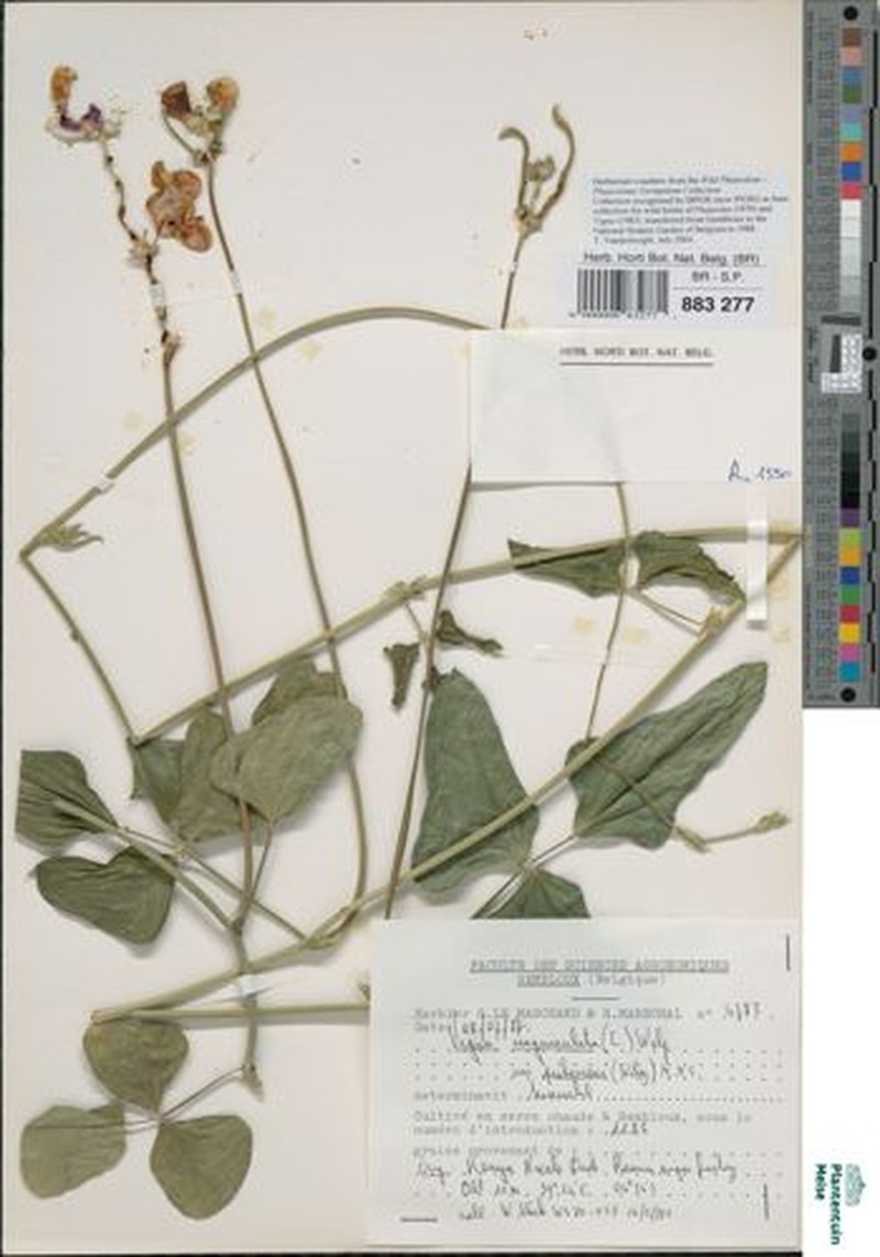 Vigna unguiculata subsp. pubescens photo 3