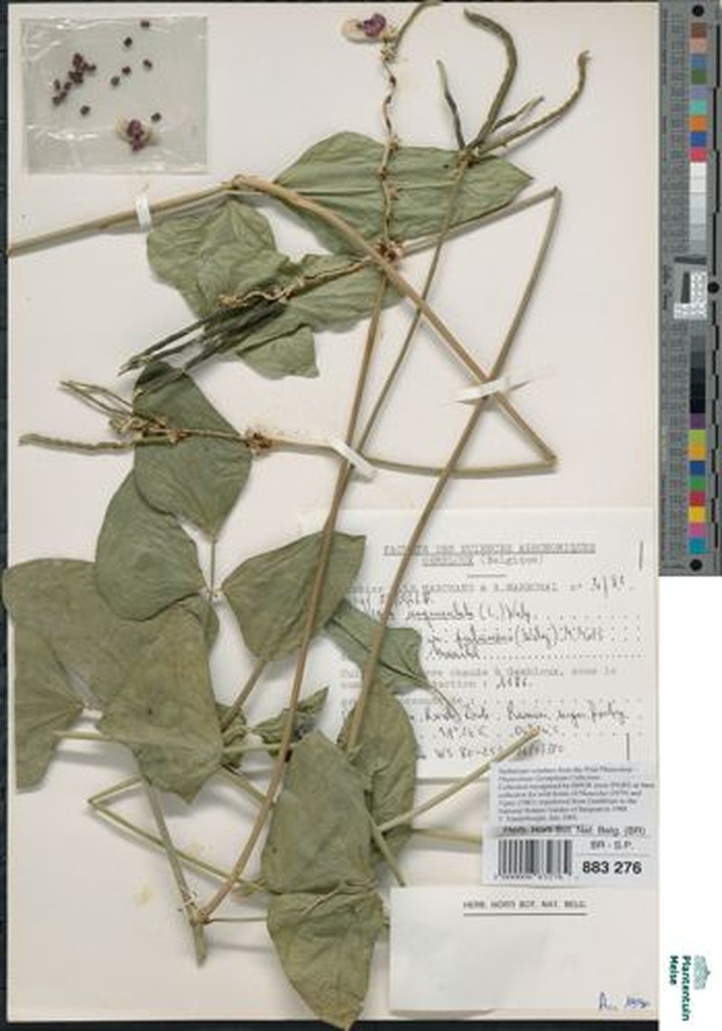 Vigna unguiculata subsp. pubescens photo 4