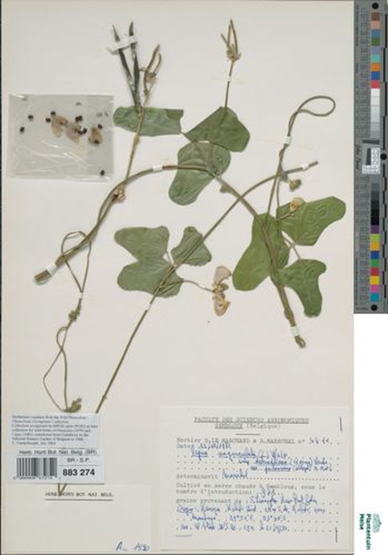 Vigna unguiculata subsp. pubescens photo 5