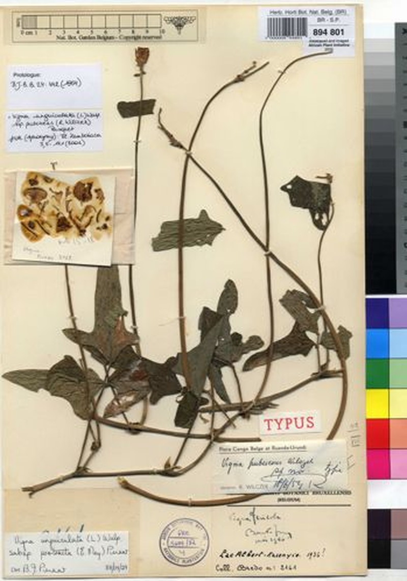 Vigna unguiculata subsp. pubescens photo 6