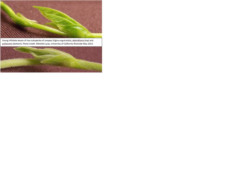 Vigna unguiculata subsp. pubescens