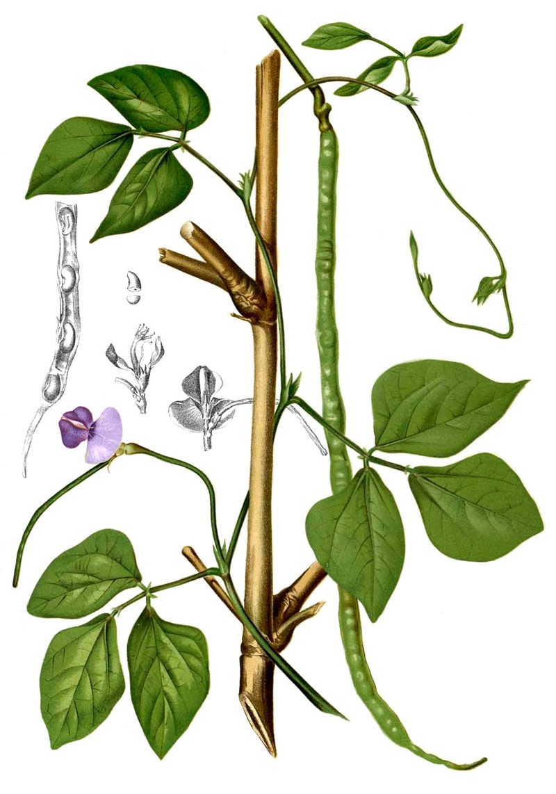 Vigna unguiculata subsp. sesquipedalis