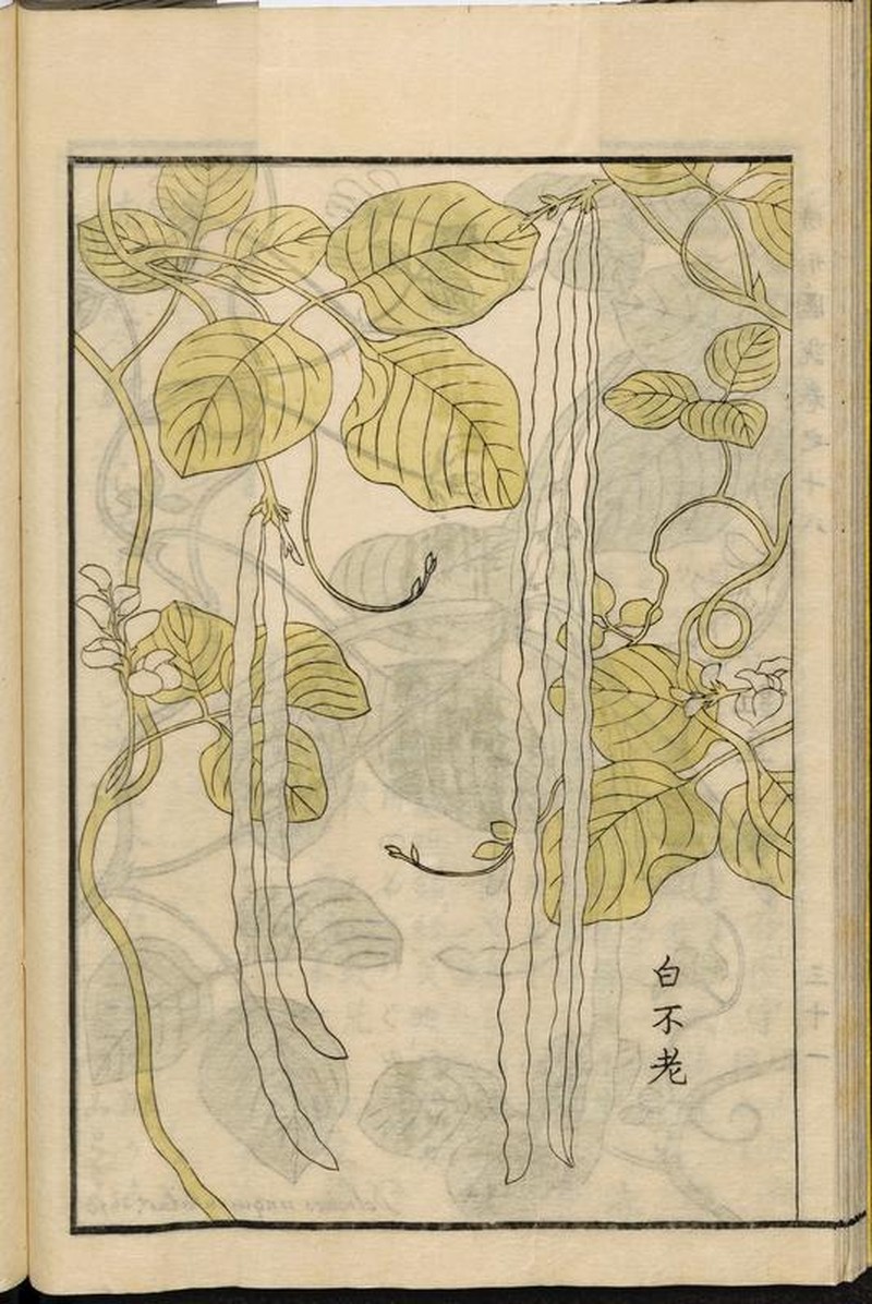 Vigna unguiculata subsp. sesquipedalis photo 2