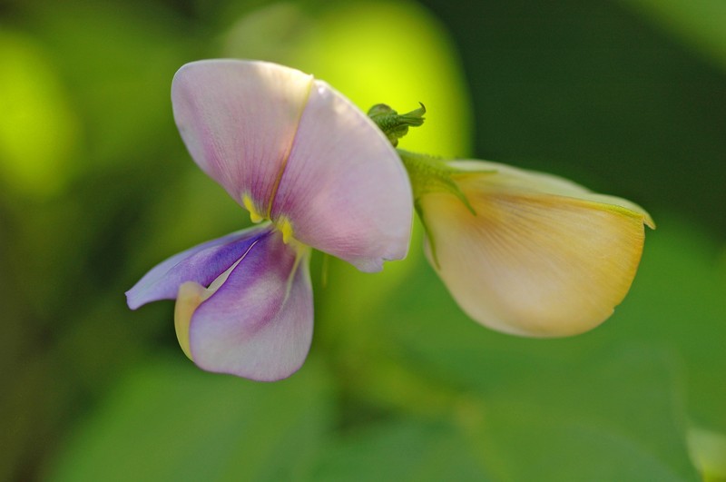 Vigna unguiculata subsp. sesquipedalis photo 3