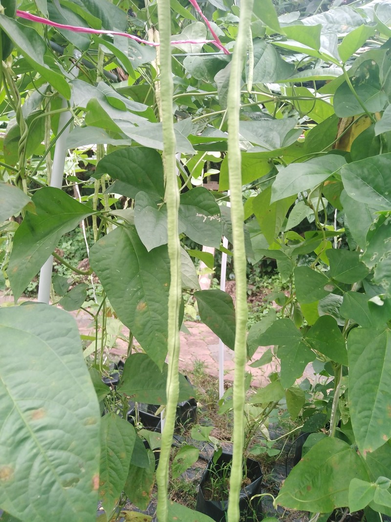Vigna unguiculata subsp. sesquipedalis photo 4