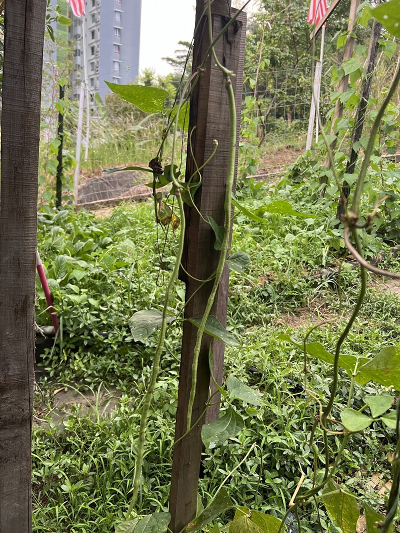 Vigna unguiculata subsp. sesquipedalis photo 5