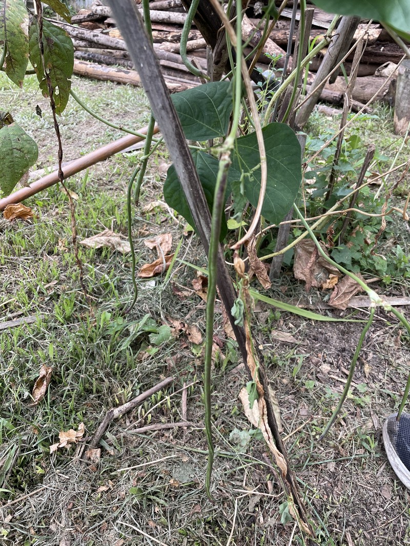 Vigna unguiculata subsp. sesquipedalis photo 6