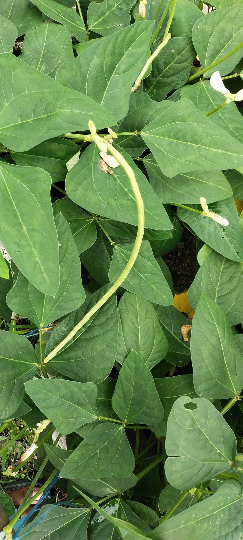 Vigna unguiculata subsp. sesquipedalis photo 7