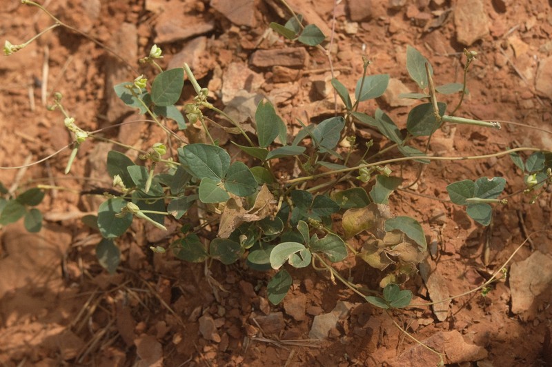 Vigna unguiculata subsp. stenophylla