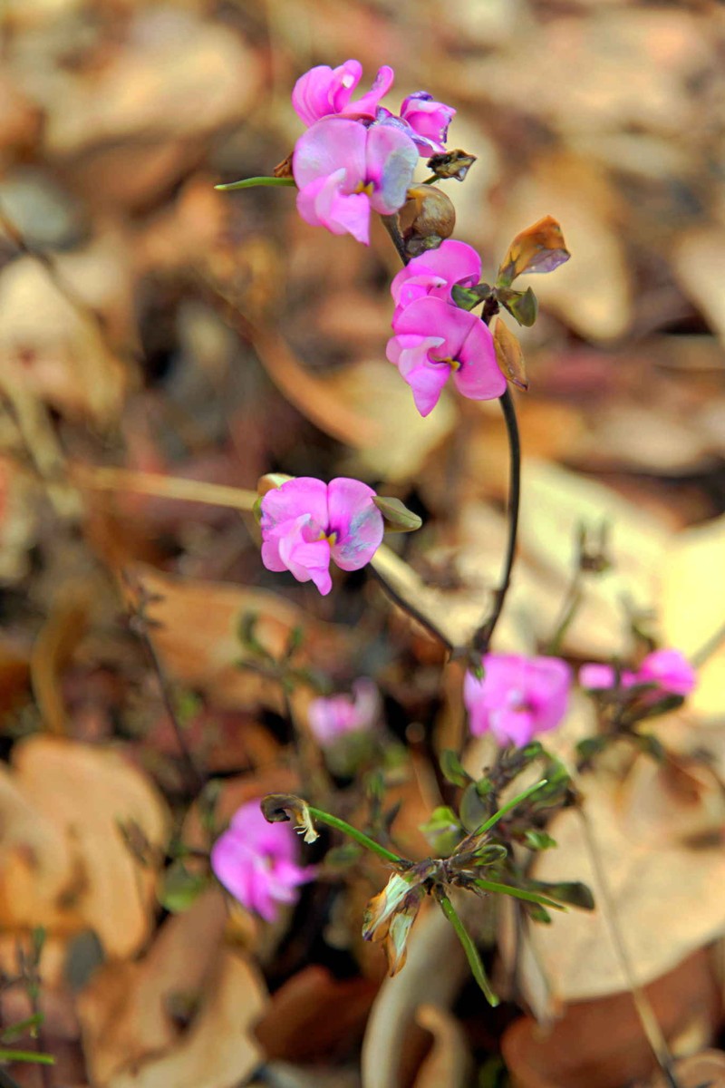 Vigna unguiculata subsp. stenophylla photo 2