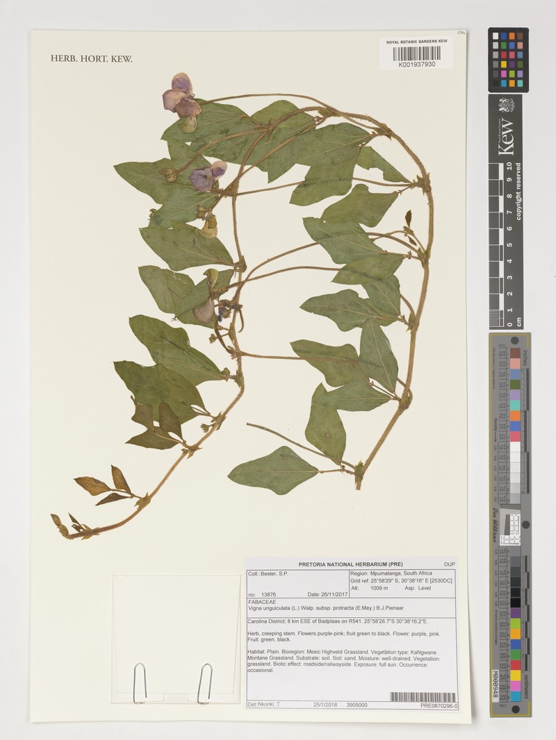 Vigna unguiculata subsp. stenophylla photo 3