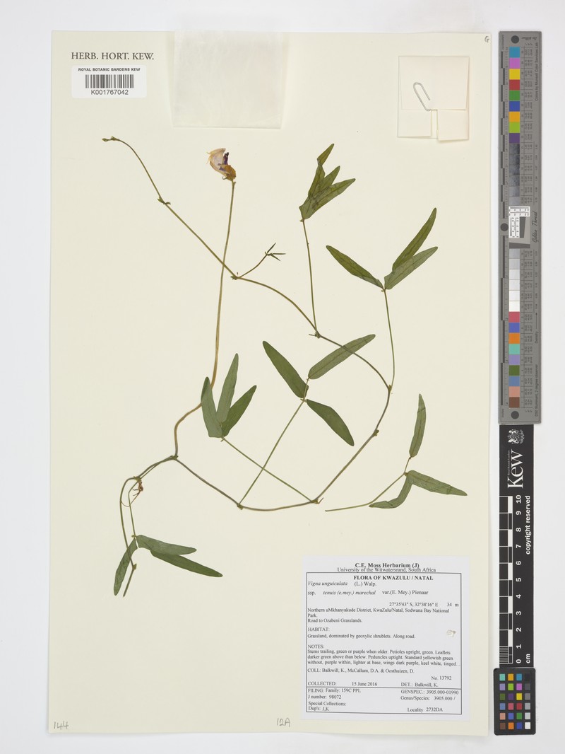 Vigna unguiculata subsp. tenuis