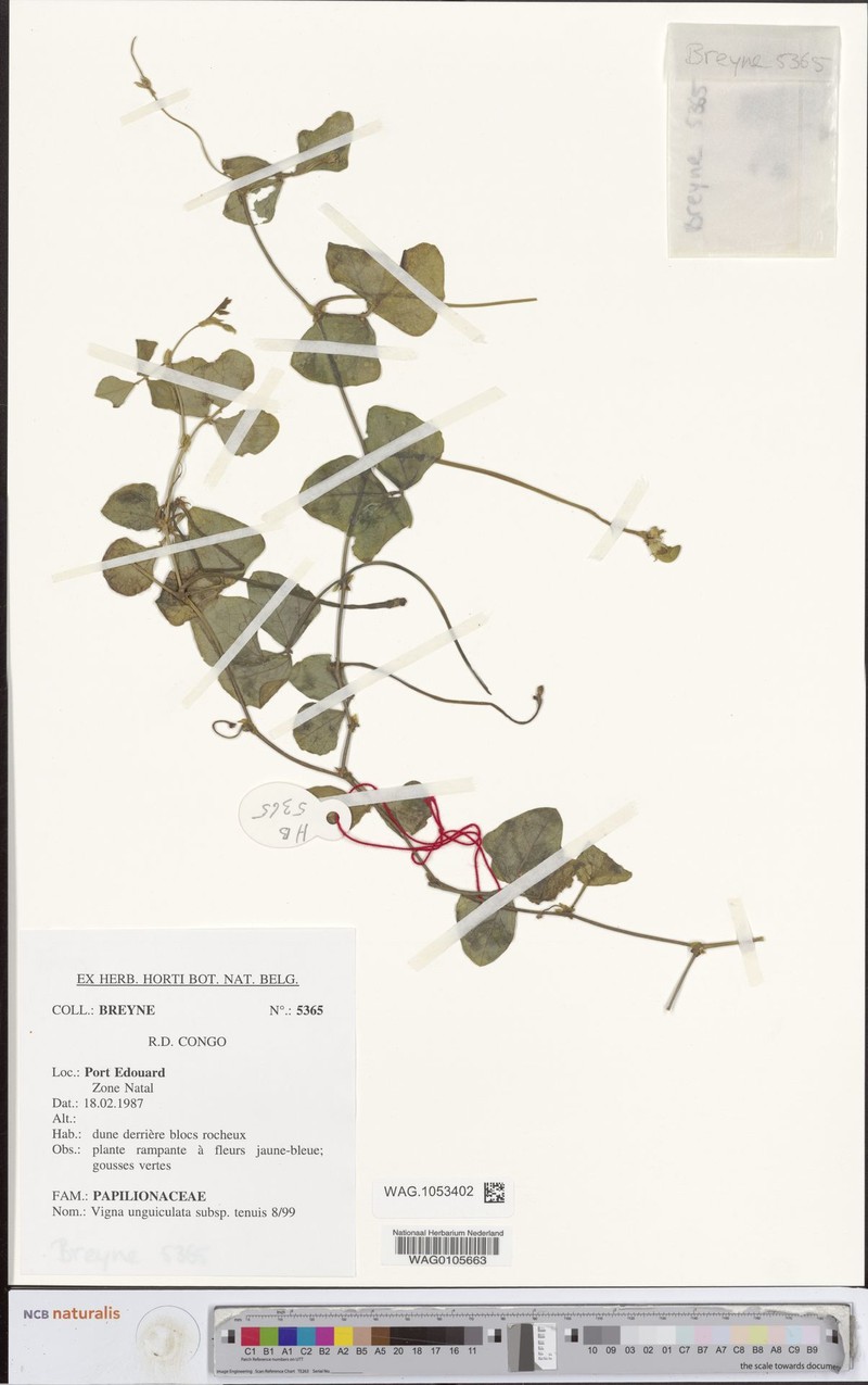 Vigna unguiculata subsp. tenuis photo 2