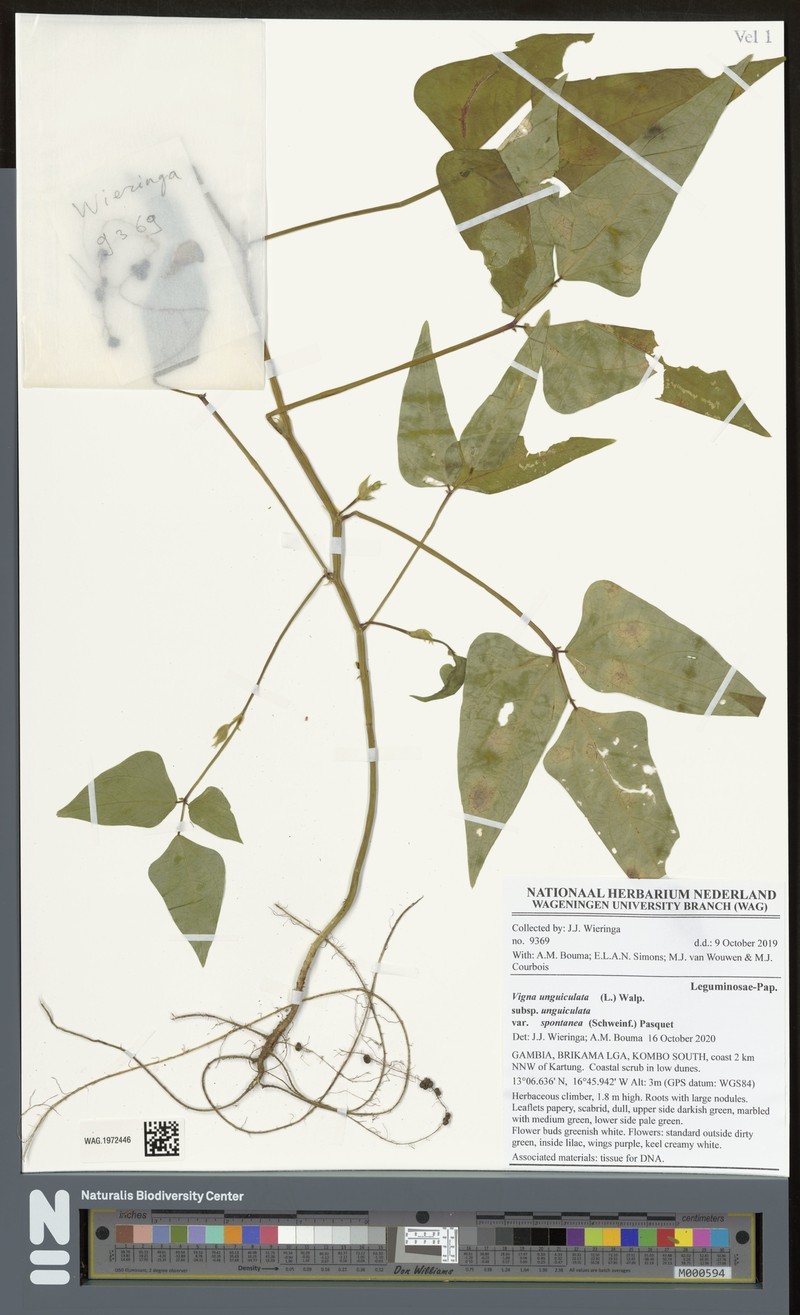 Vigna unguiculata subsp. unguiculata